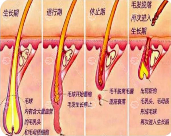 头发的生长周期图