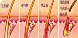 頭發(fā)的生長(zhǎng)周期是多少天?look生長(zhǎng)/退行/休止期三個(gè)階段圖解