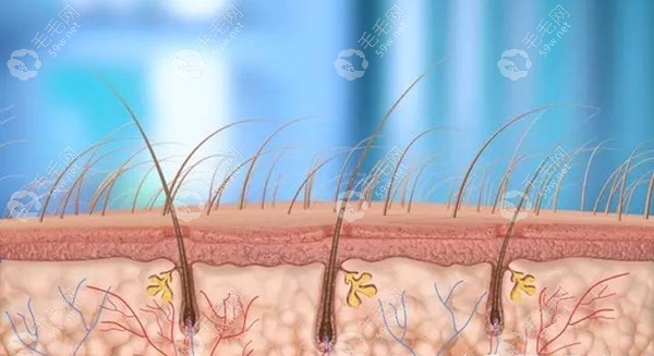 疤痕植发的成活原理示意图