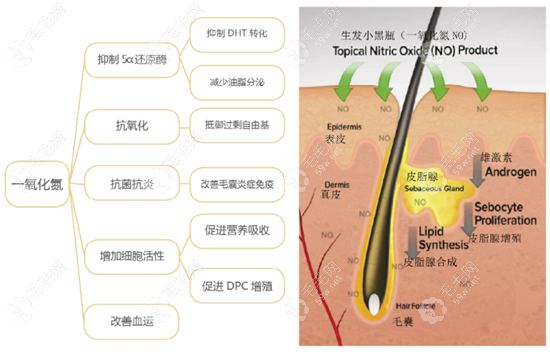 美国贝芙妮生发小黑瓶对雄性激素脱发的原理