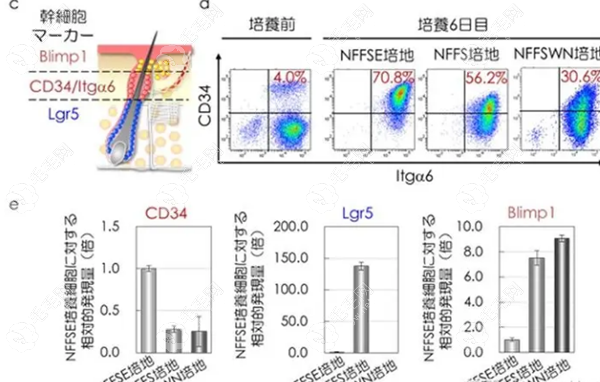 日本毛囊再生技术新进展59w.net