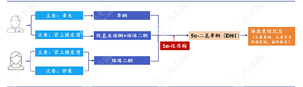 引起雄激素脱发的主角是DHT