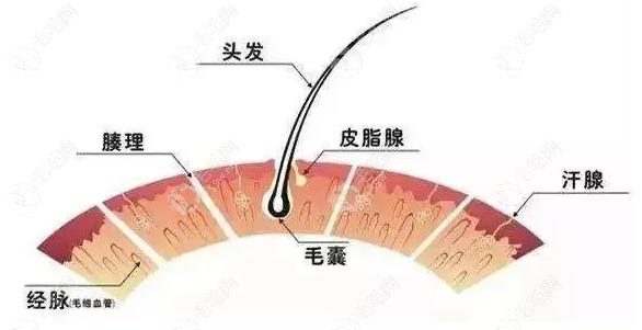 中胚疗法治疗脱发多少钱一个疗程