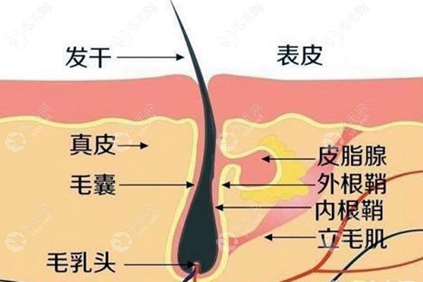 头上长毳毛说明毛囊没有坏死吧？不一定哦！