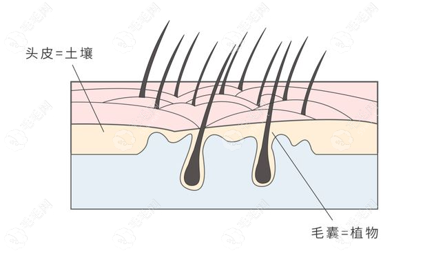 毛囊要稳定后先让发根脱落