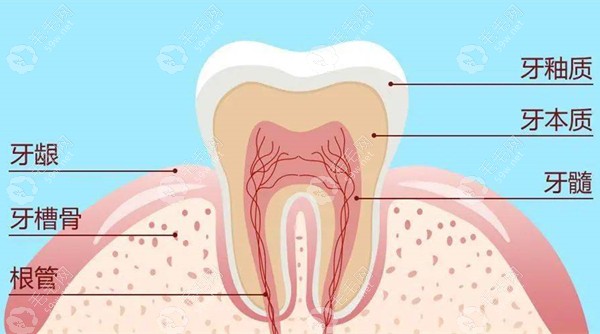 全瓷牙、拔牙、根管治疗等费用