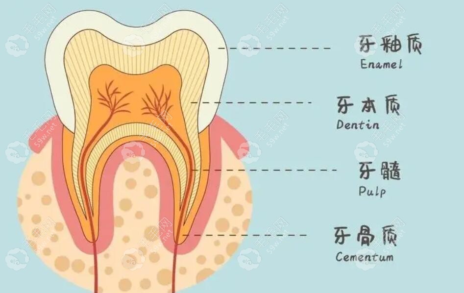 牙齿的各个组织www.59w.net