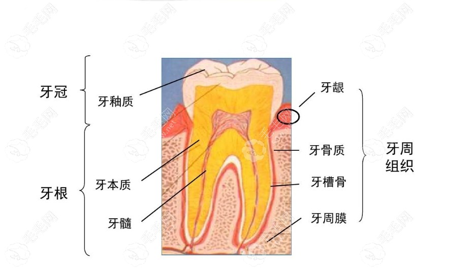 牙齿表面的牙釉质掉了能修复吗?网传牙釉质可以自行修复