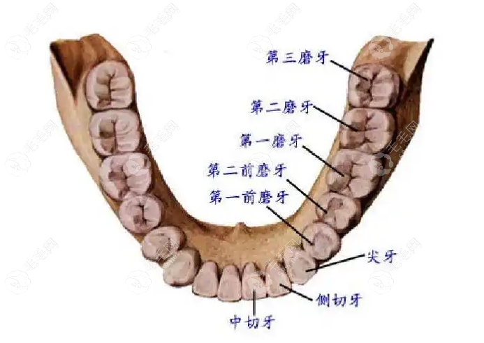 第二磨牙种植牙多少钱,单颗2980-20000元起/多颗8000-80000元起