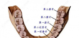 第二磨牙种植牙多少钱,单颗2980-20000元起/多颗8000-80000元起