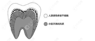 日本再生牙2024年将实现临床59w.net