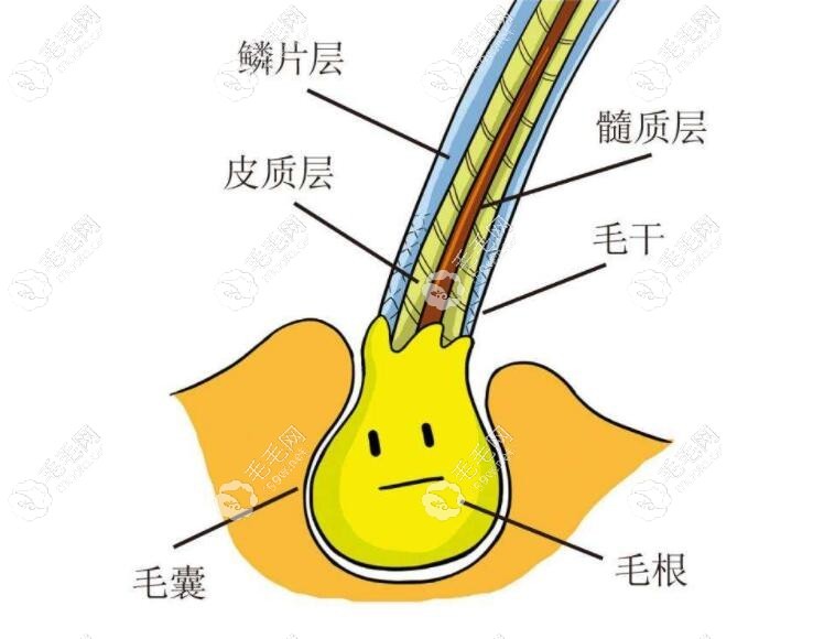 植发20天毛囊能被抠出来吗