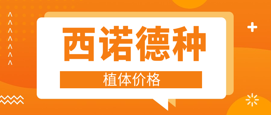 西诺德种植体价格