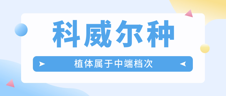 科威尔种植体属于中端档次