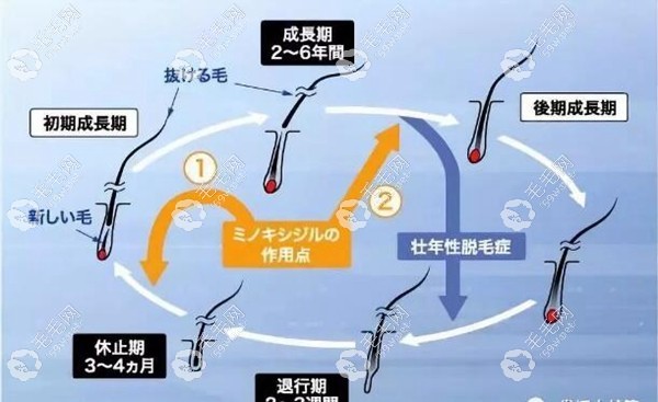 頭發(fā)的生長(zhǎng)規(guī)律