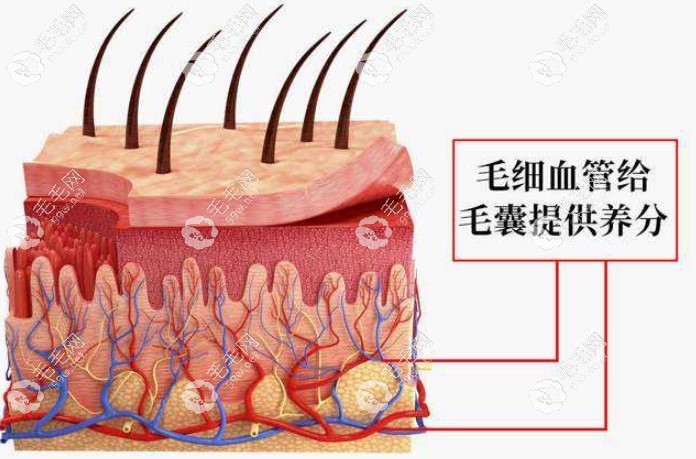 頭皮下血運狀況