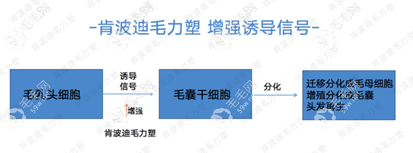 肯波迪是什么操作原理
