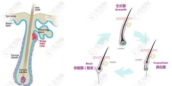 毛囊的生长周期图
