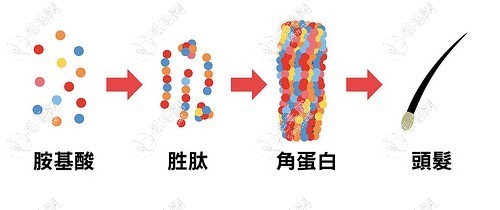 益生菌洗发水有用吗