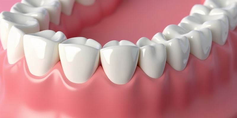爱迪特全瓷牙的材料特性